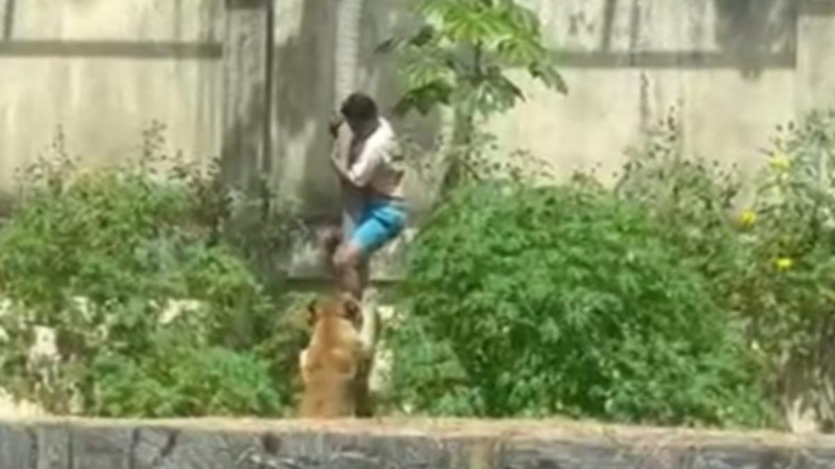 巴西男翻牆跳入獅舍!秒遭母獅撲咬慘死 驚悚過程全被錄下