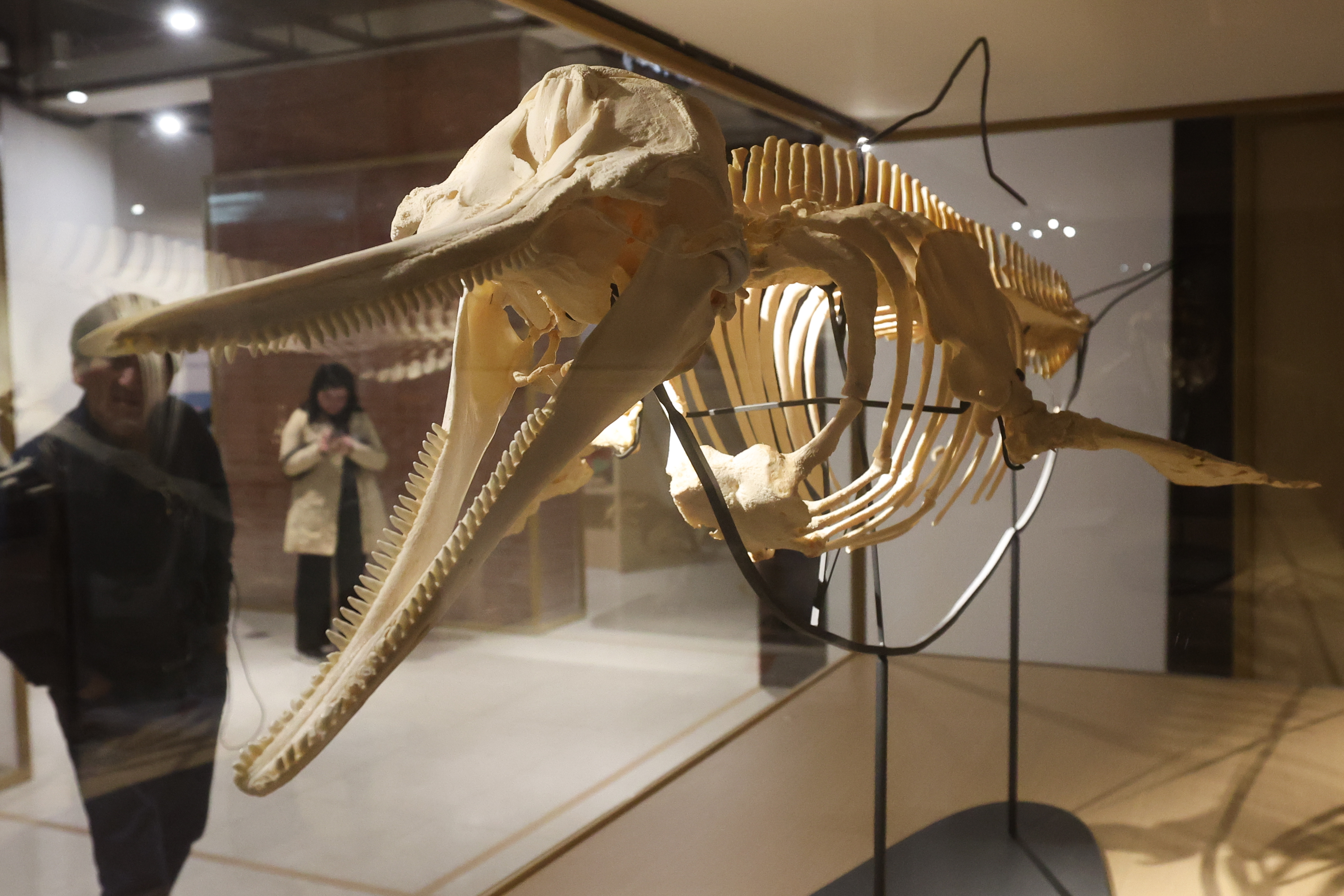 台博館特展回溯物種滅絕史　儒艮、雲豹標本展出