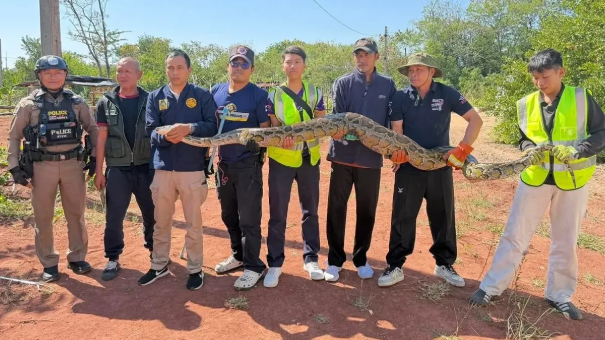 泰國驚見3公尺巨蟒!吞狗後行動變慢 救援隊出動10人制伏