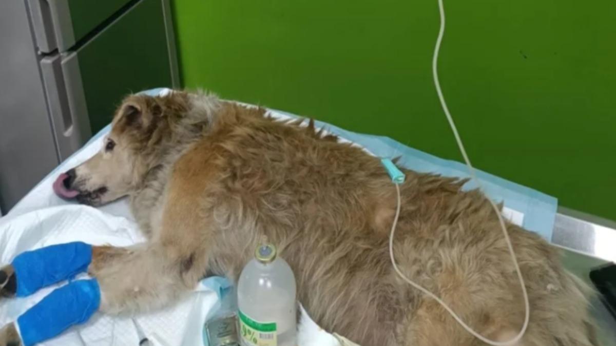 林口浪浪「大黃弟」前腳潰爛見骨　暖教師伸援手認養