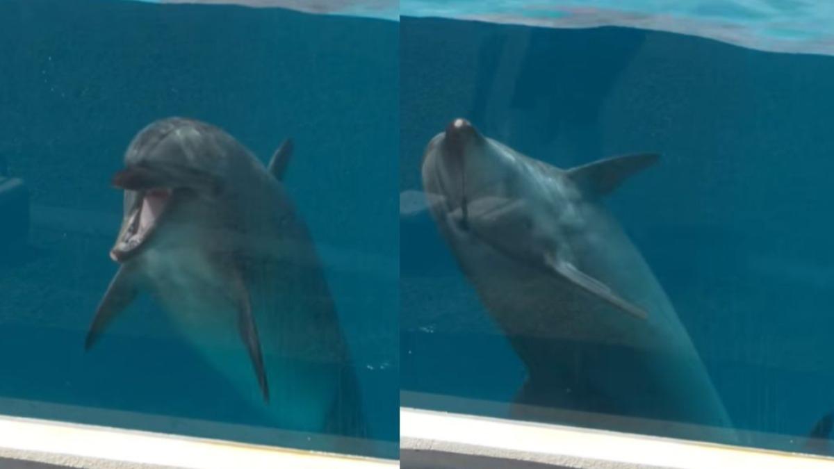 沖繩美麗海水族館傳噩耗 大明星52歲瓶鼻海豚「小奧奇」過世