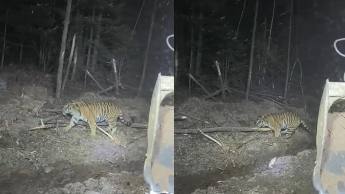 夜間工作突遇東北虎！陸挖掘機司機驚恐對視：大氣都不敢喘