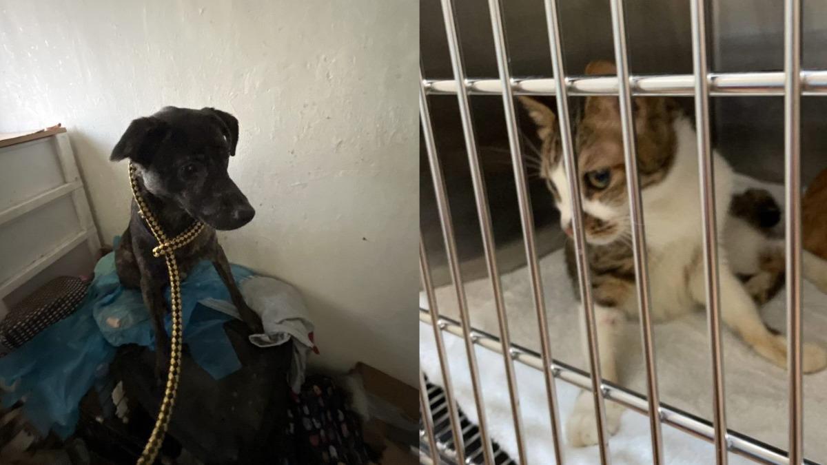 信義區公寓飄惡臭!動保處破門發現「貓屍遺骨」 1犬4貓慘挨餓