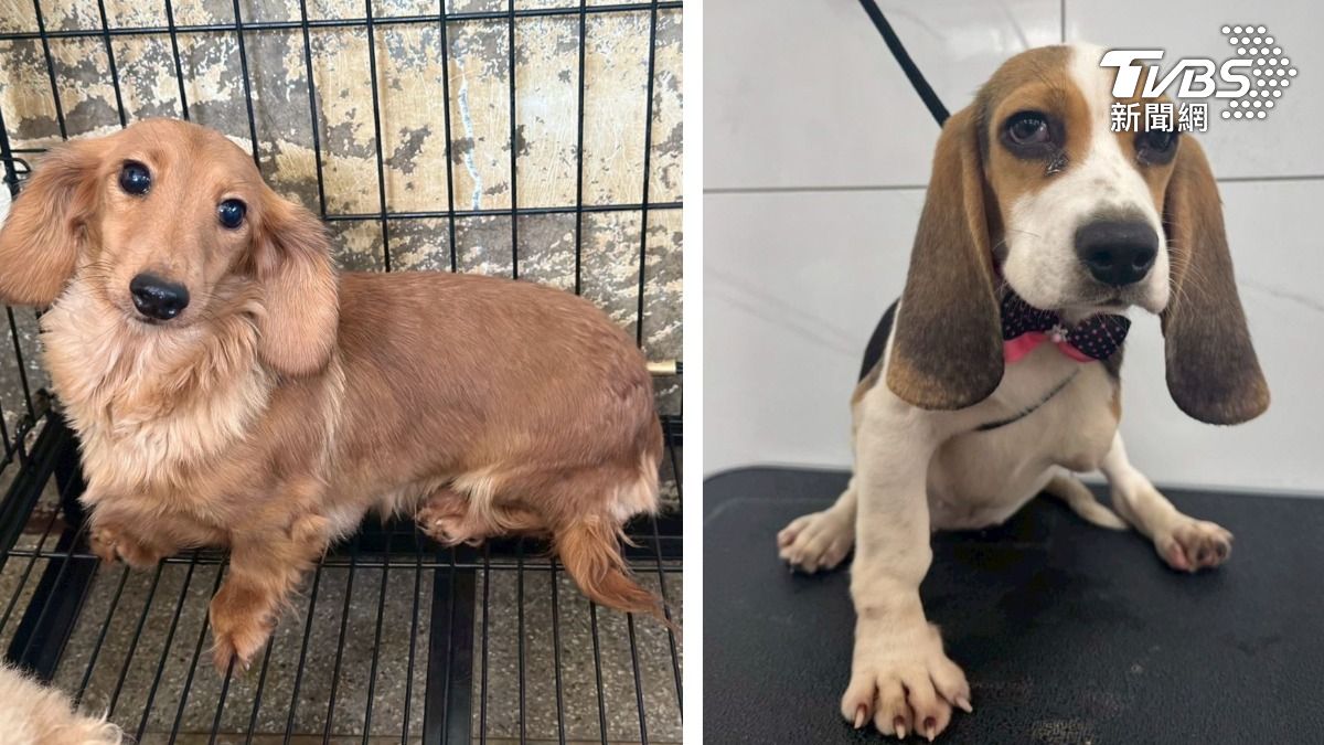 苗栗人人犬舍第二波12/6認養　156隻臘腸狗、柯基等新家