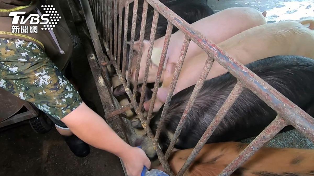 政院今擬拍板「禁用廚餘養豬」緩衝1年　彭啟明：家戶影響不大