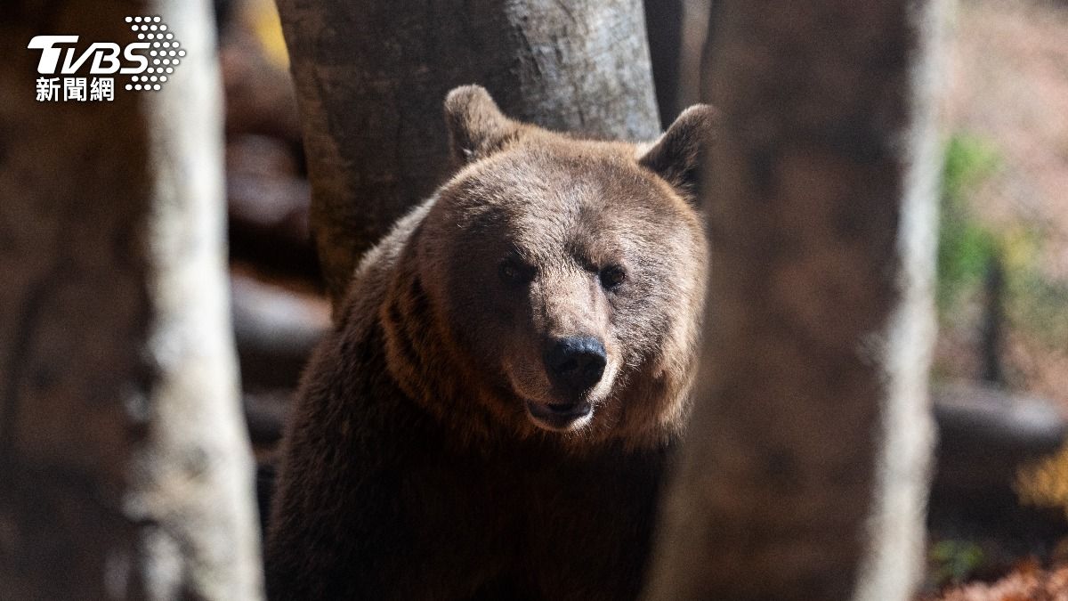 日獵殺近6千隻野熊 札幌賣「熊排」 民眾:很好吃耶