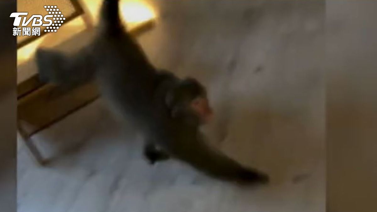 猴害頻傳「5年後恐進市區」　農業部允提對策