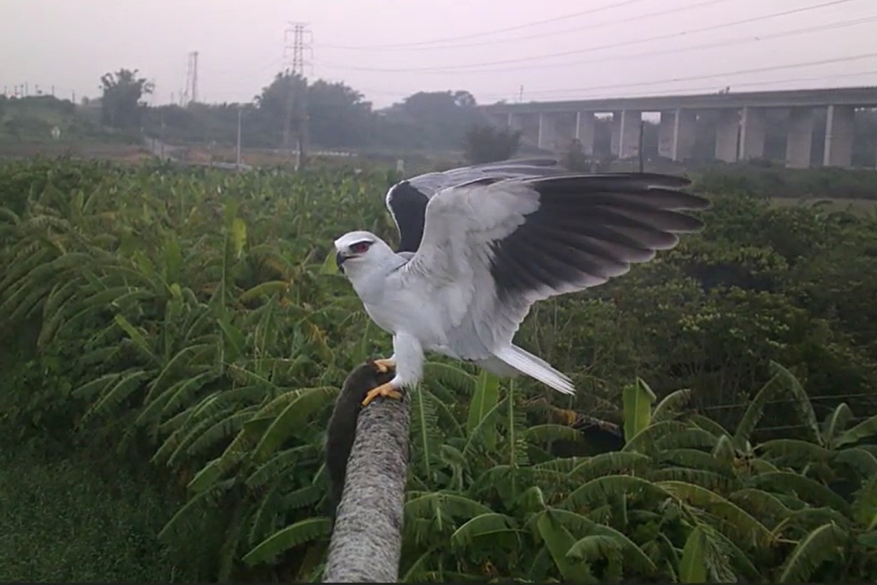 台南推猛禽棲架打造友善耕地　農民響應自設11座