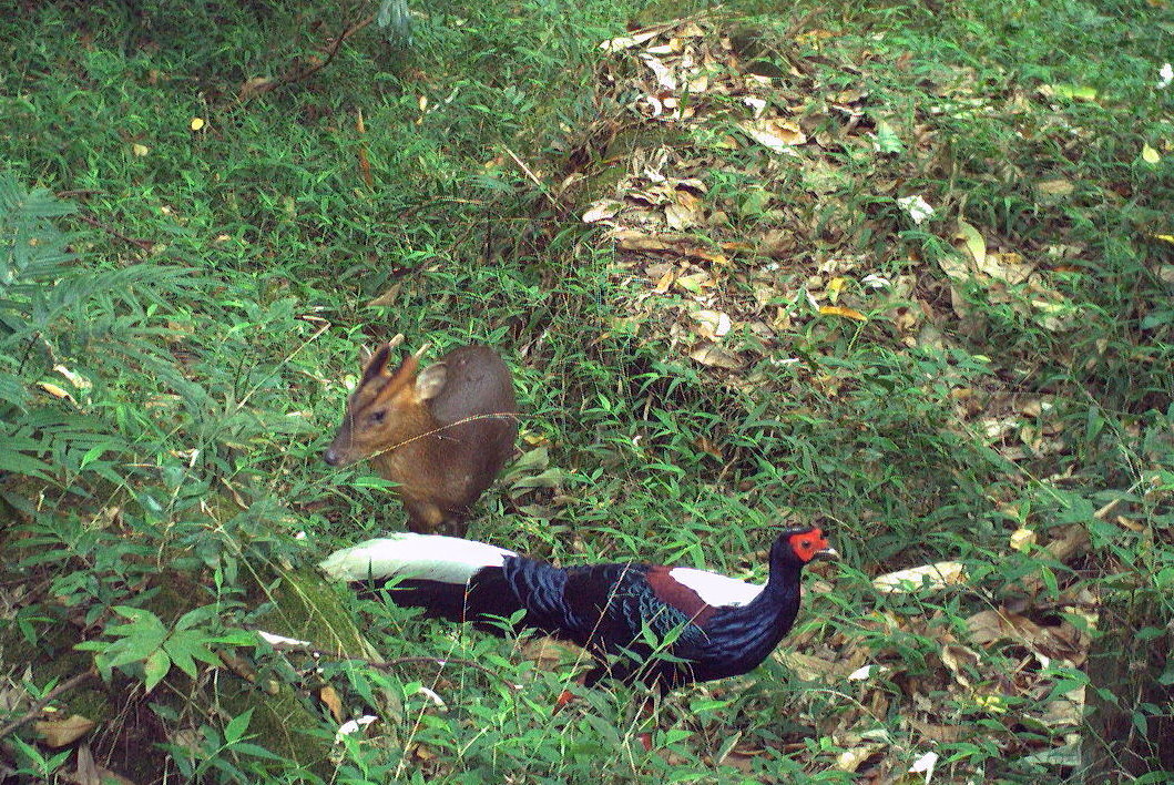 林保署嘉義分署紅外線相機監測　山羌跨物種同框王