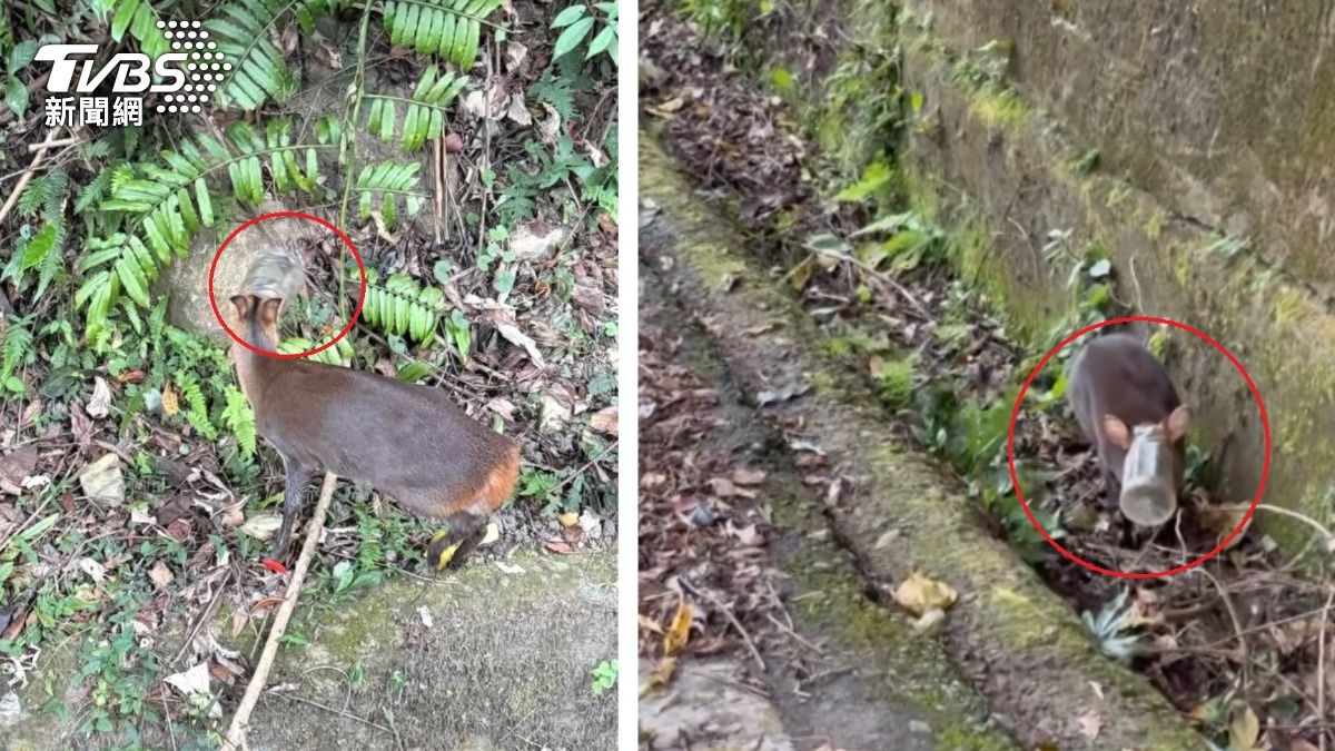山羌被寶特瓶活活卡死!民眾救不到 恐人類善意釀禍