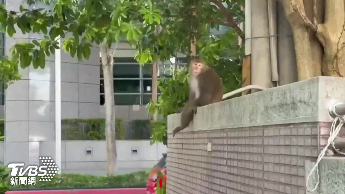 Formosan rock macaques spark legislative debate in Taiwan