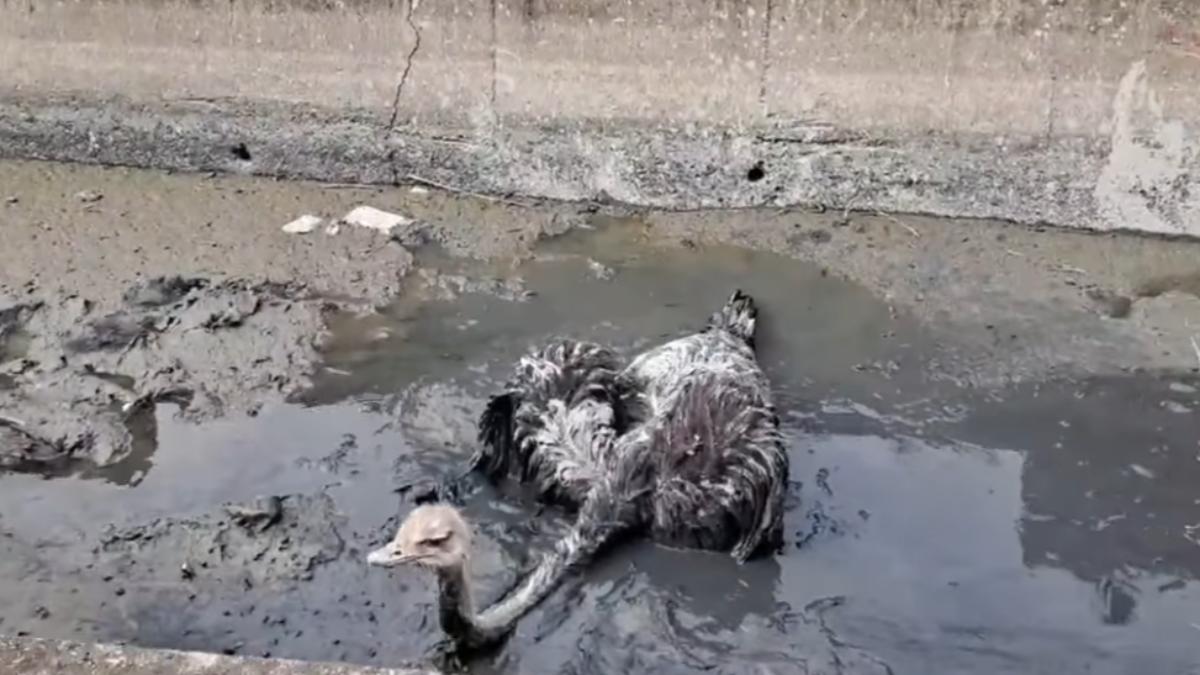 彰化伸港見鴕鳥!全身爛泥動彈不得 數位工人繩索解困