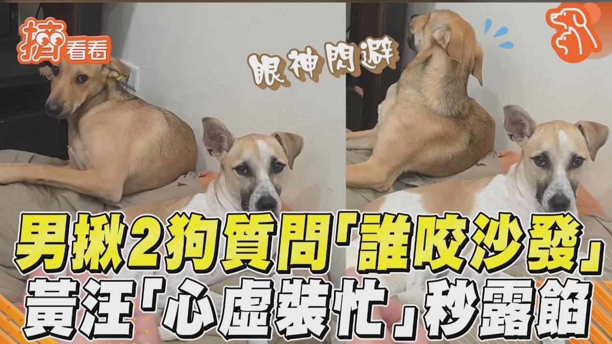 影音／飼主揪2嫌犯質問「誰咬沙發」　黃汪「心虛裝忙」秒露餡