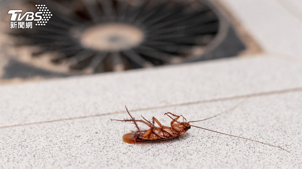 廚房水孔窄蟑螂也鑽入！她靠「1神物」再沒看過　網讚：這罐好用