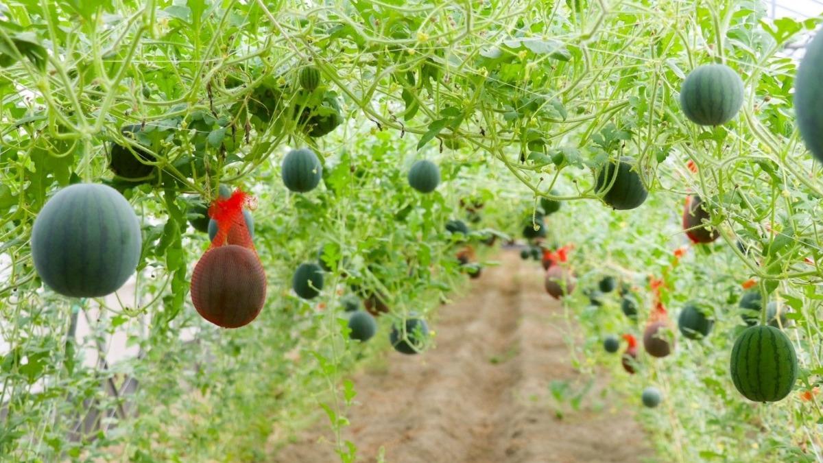 小家庭福音！「馬卡龍西瓜」手掌大連皮都能吃　網：送禮超適合