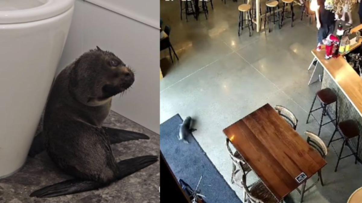 紐西蘭小海豹闖當地酒吧　遭驅趕躲馬桶旁一臉無辜影片曝