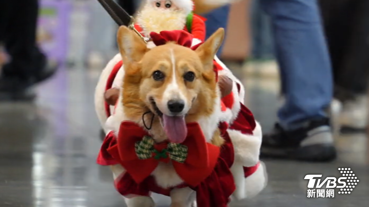毛小孩換聖誕新裝！韓製寵物裝夯　飼主笑喊「預算無上限」