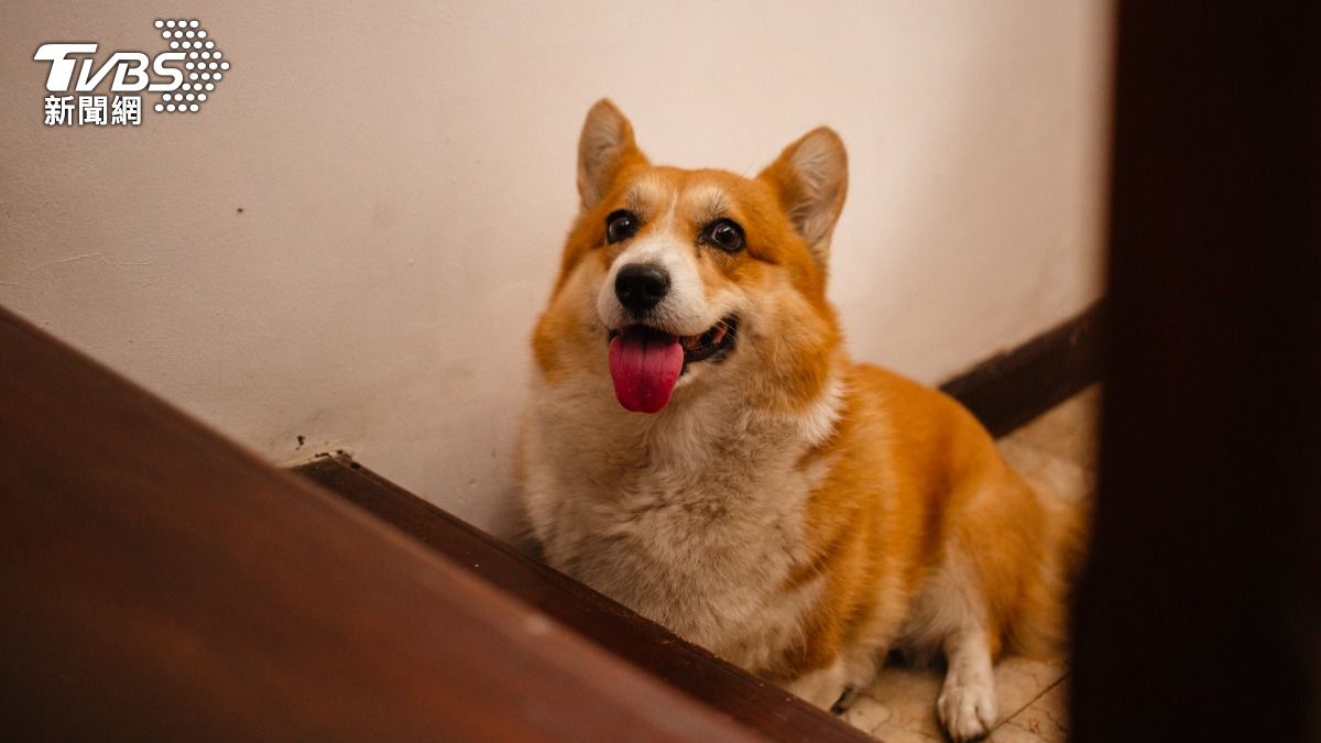 狗狗圓圓惹人愛？獸醫教你「摸肋骨」判體態：毛孩肥胖恐減壽