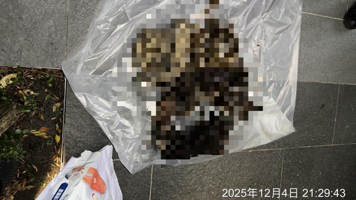 驚!北市爆14貓屍案 議員許淑華痛心:上週同戶才救1狗4貓