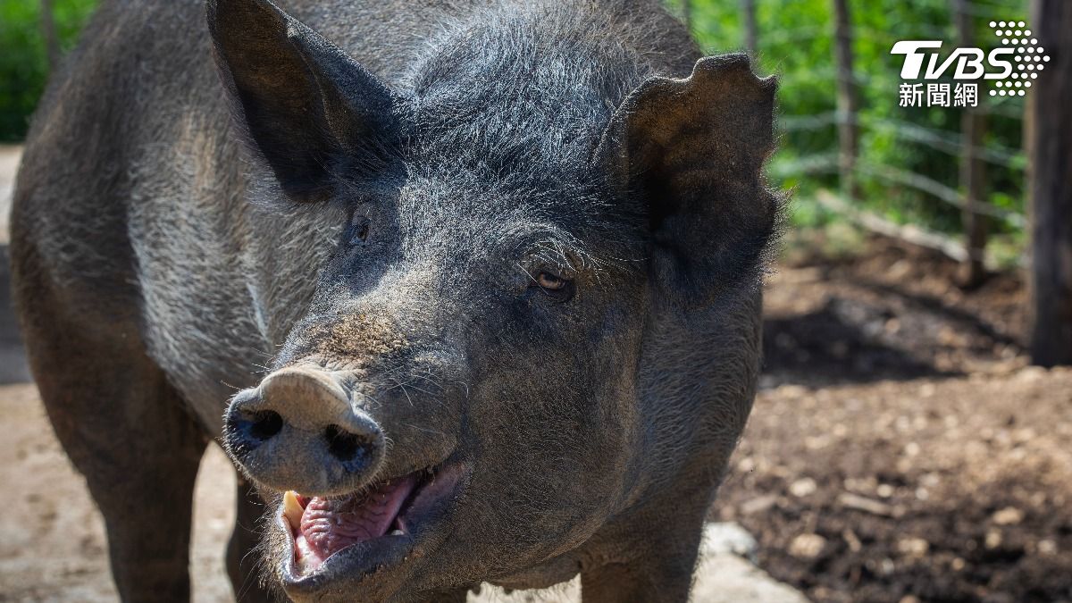 黑豬業者憂衝擊！2027全面禁止廚餘養豬　農業部：協助轉型