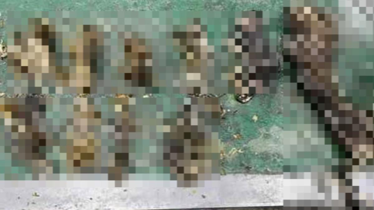 12隻貓屍慘忍影像曝！被信義女當垃圾丟　應訊全推給前男友