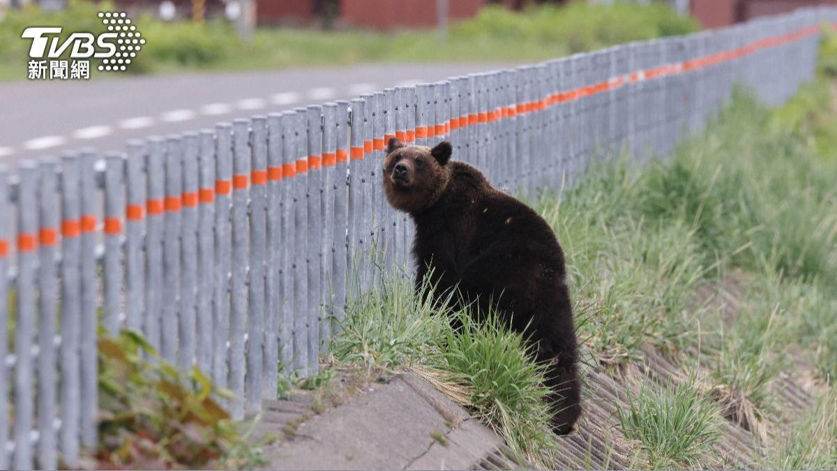 冬眠延後！日本熊害破230起創紀錄　專家籲這幾個時段避免外出