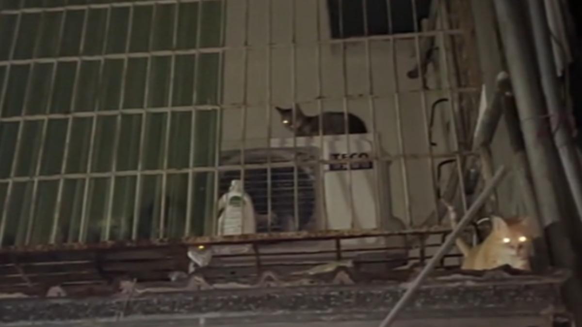 無辜貓狗遭斷水電長囚！台北女狠心棄養「貓爬陽台外求生」鄰痛斥