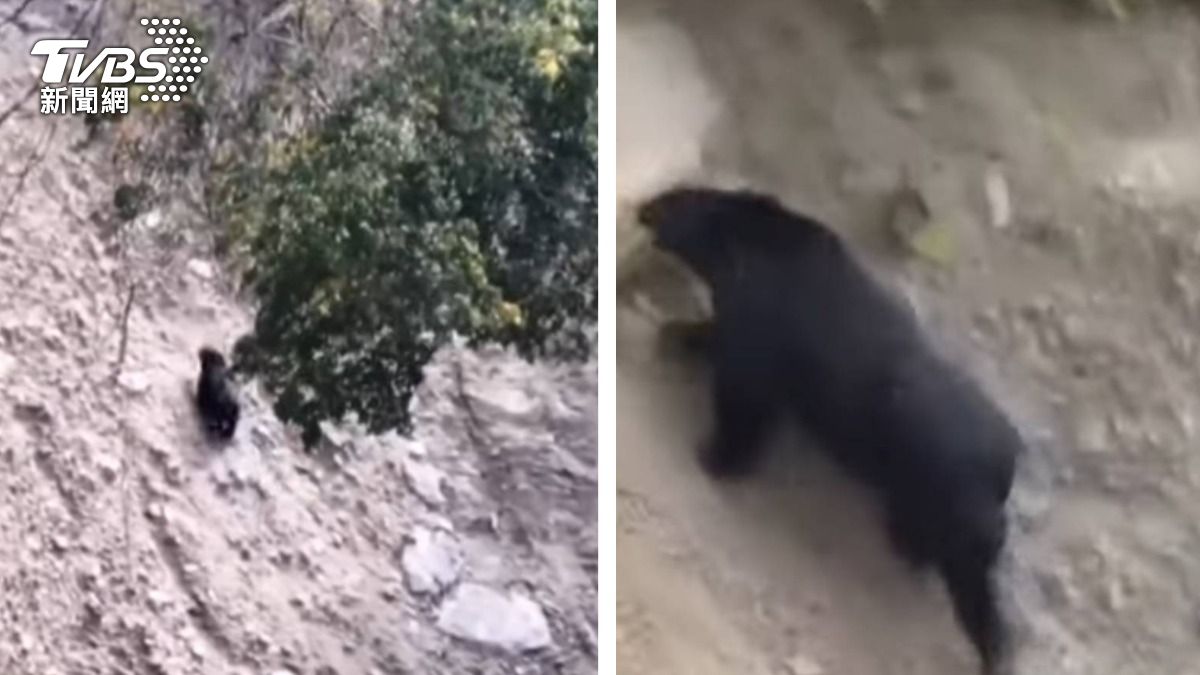 不只日本！南投茶園遇大黑熊「見人嚇跑」　距露營區僅350米