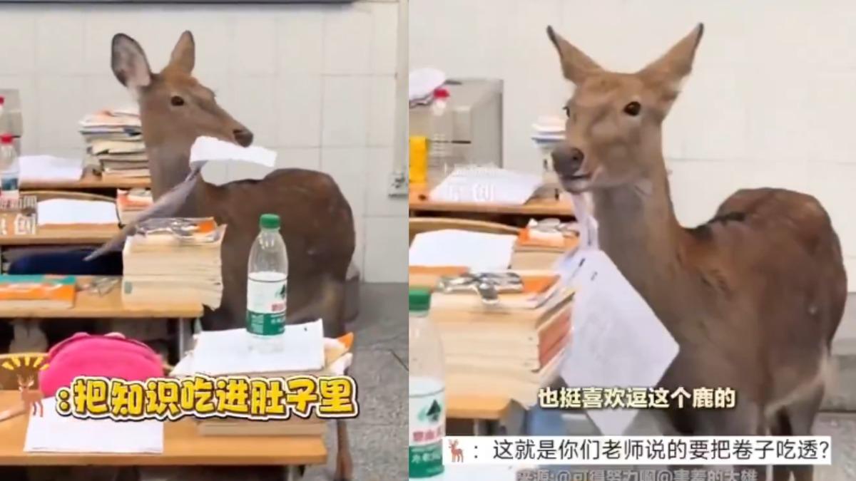 老師!鹿吃了我的作業 小鹿闖高中教室狂嚼考卷離譜畫面曝