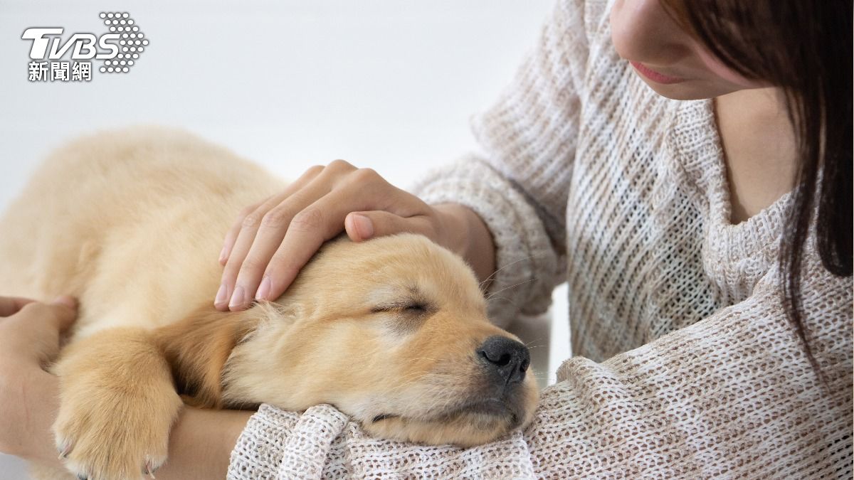 不是不親人!訓練師教「1招」緩解狗狗焦慮 2物就能訓練如廁