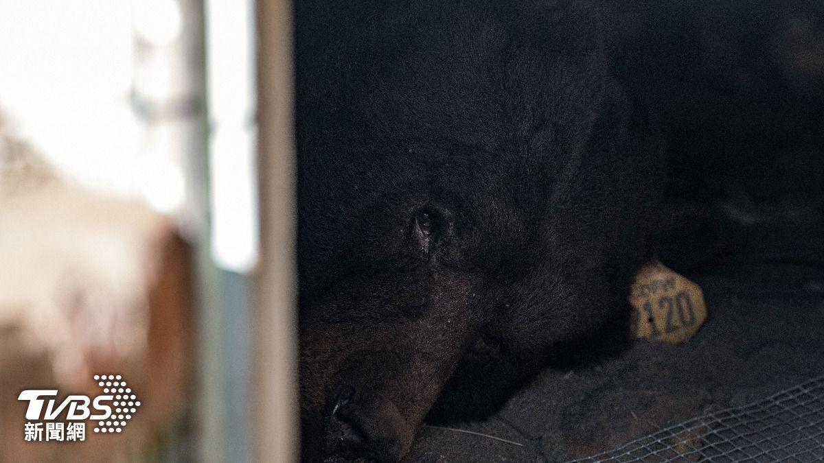 250公斤棕熊藏屋子下!奇招「引熊出洞」沒用 屋主:牠想住這