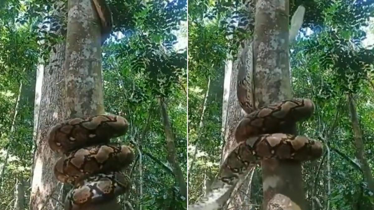 蟒蛇「甩尾爬樹」超狂畫面曝　51萬網友驚呆：解鎖新恐懼