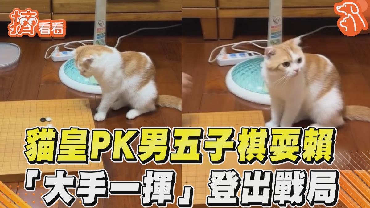 影音/貓皇PK人類五子棋竟耍賴! 關鍵點「大手一揮」登出戰局