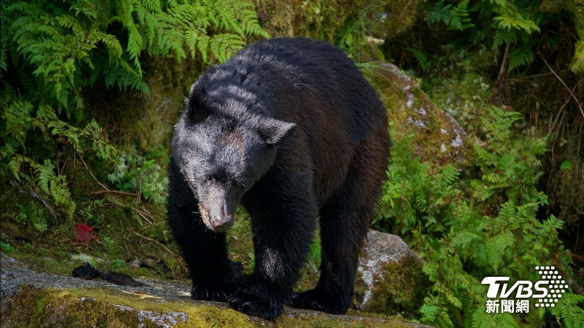 日本熊害未結束!2027「熊出沒恐達高峰」關鍵原因曝