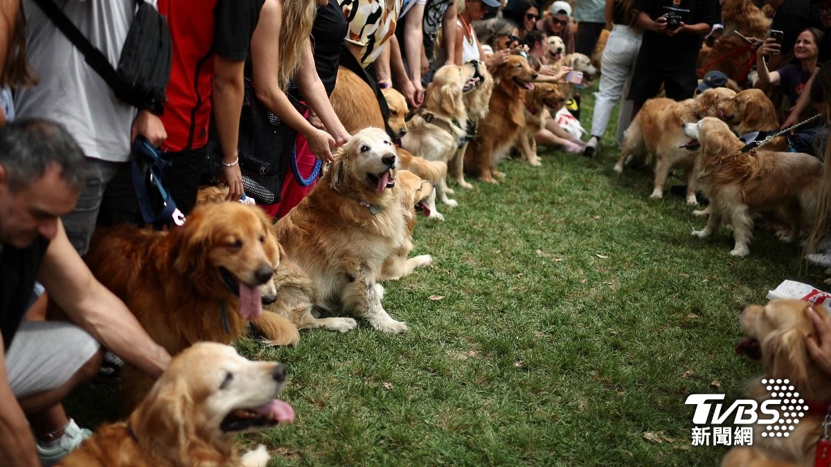 可愛爆表!逾千隻黃金獵犬齊聚阿根廷公園 超大狗聚破世界紀錄