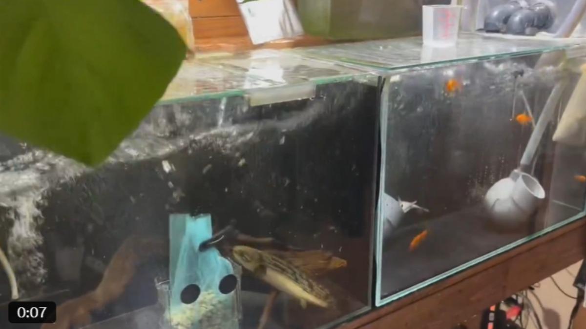 日本7.5強震!「鯰魚神預言」破功 1反應震驚百萬人