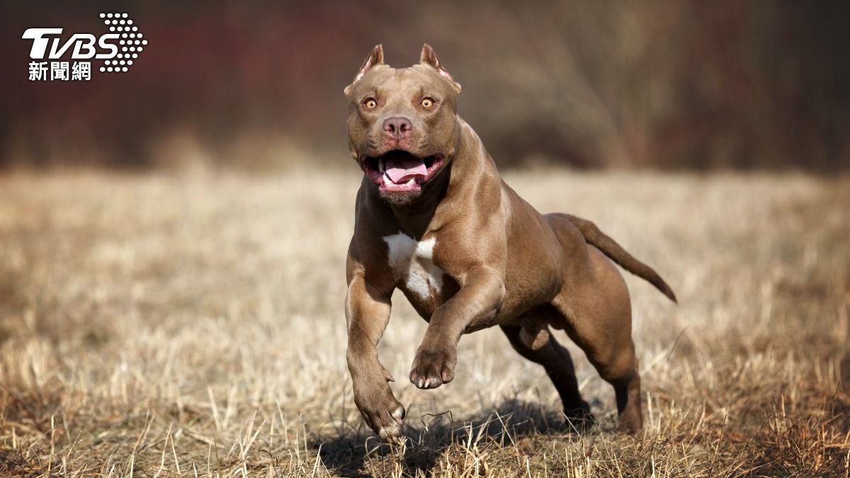 才剛慶祝2歲生日!幼童遭比特犬「30秒咬死」 父母目睹崩潰