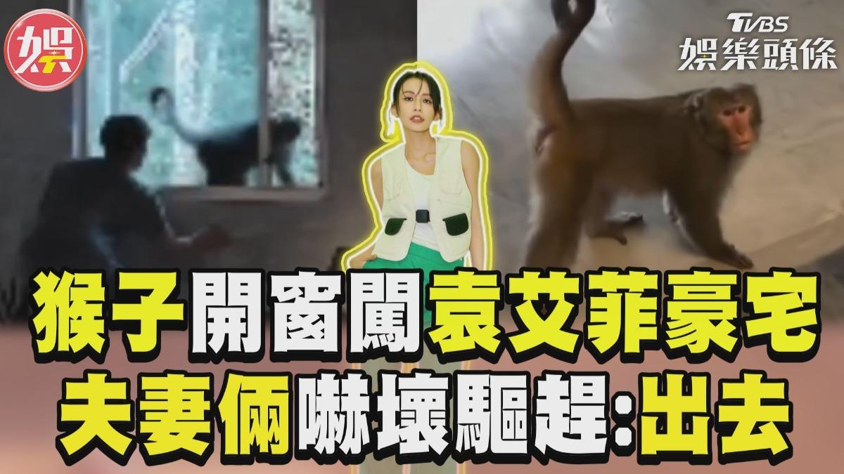 影音/猴子「開窗」闖袁艾菲豪宅! 夫妻倆嚇壞驅趕狂喊「出去」