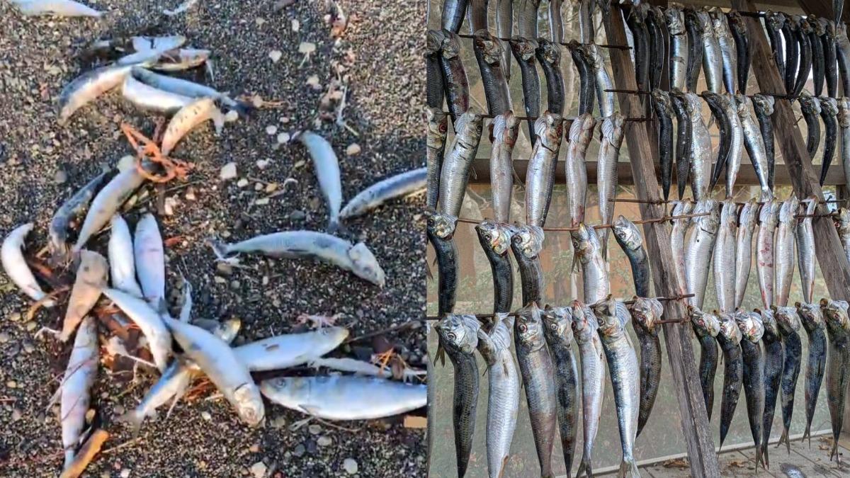 地震前兆？北海道沙灘「2000沙丁魚擱淺」　驚悚畫面曝