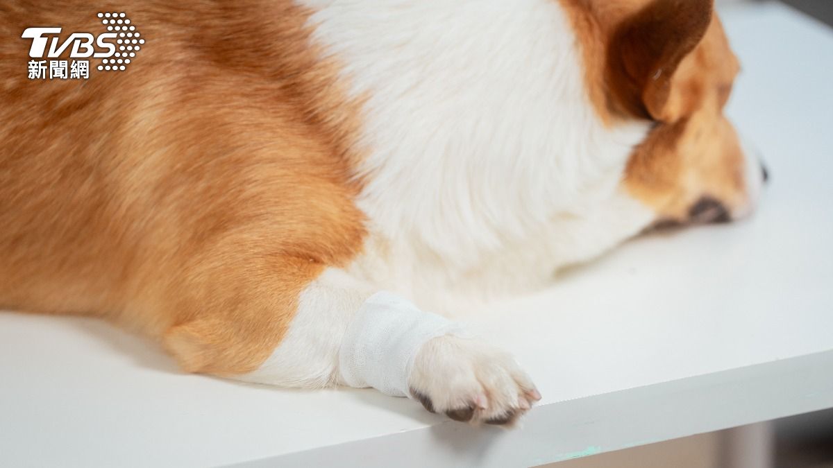 定期稽查動物用藥品販賣業者。（示意圖／shutterstock達志影像） 