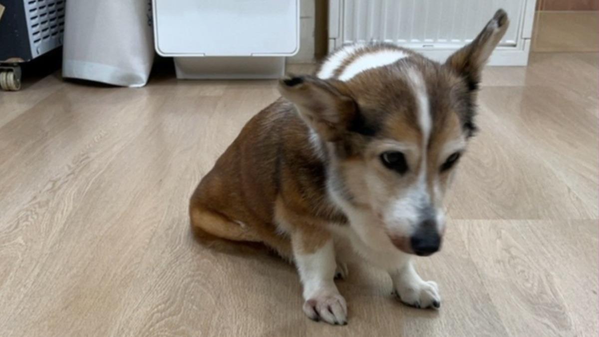 暴打15歲失智柯基 手搖店老闆到案說明:一時情緒失控