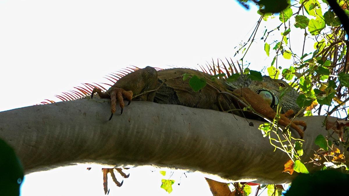 台南綠鬣蜥暴增逾2倍！公園驚見「黃金巨獸」爬樹躲獵捕
