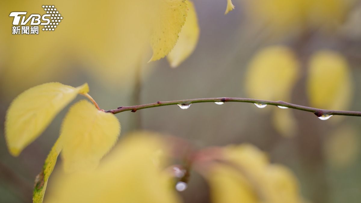 英八旬翁吐掉「風吹入口」葉子 　竟被亂吐口水為由開罰1萬