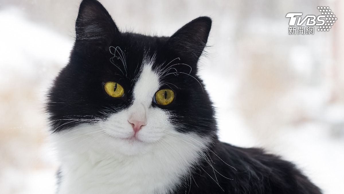 美國英勇家貓護主!女家中遇2持槍搶匪 愛貓馬上飛撲攻擊