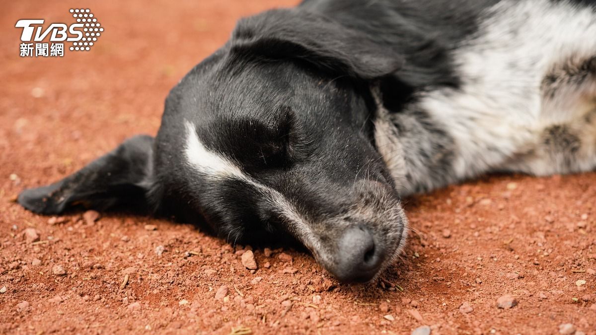 土狗疑「遭割舌」棄路邊!菲律賓社福部長懸賞5萬台幣追兇