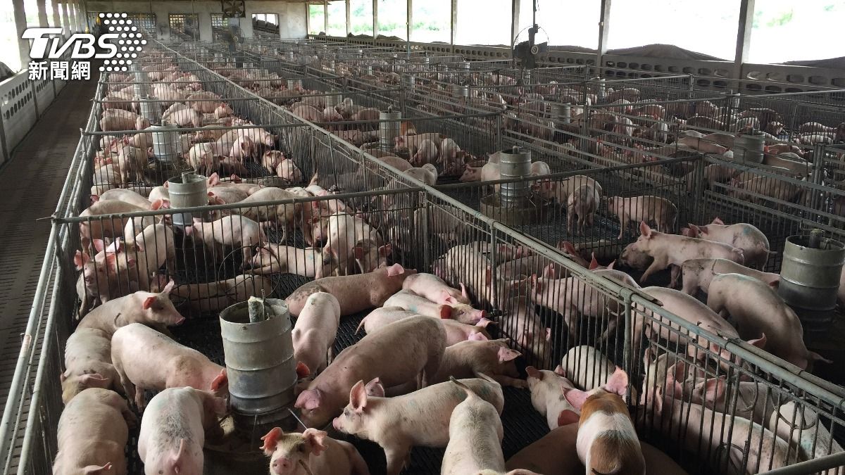 116年禁廚餘養豬!轉型機制啟動 GPS補助15日起申請