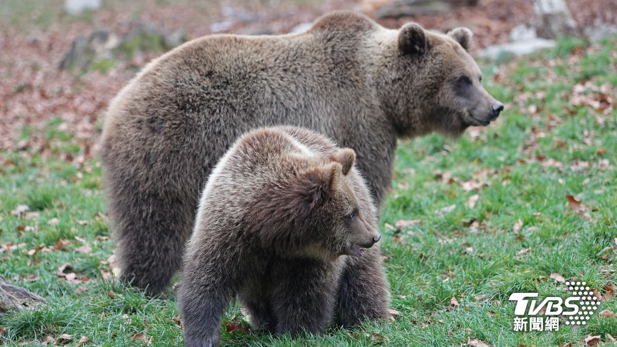 北海道登山客遭熊殺害　手錶GPS紀錄曝「屍體移動全過程」