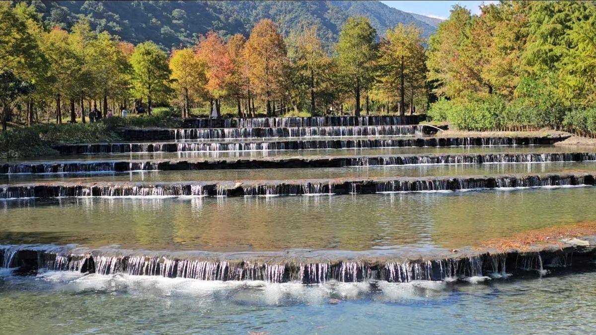 三層坪再開放掀搶訂潮 落羽松未轉紅、兩個月名額全滿