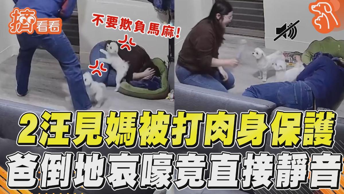 影音／2汪見媽被打「肉身保護」狂吠　換爸「倒地哀嚎」竟直接靜音