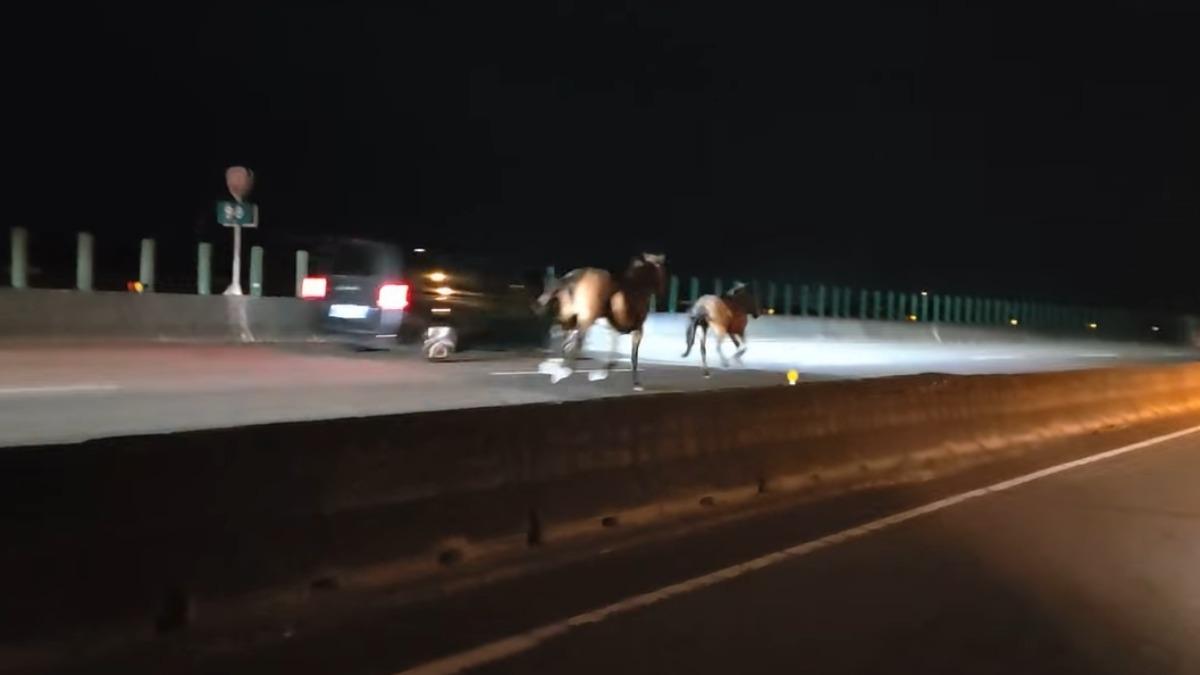 嚇!馬匹闖台61線西濱奔馳 駕駛對撞馬匹致死、車頭全爛